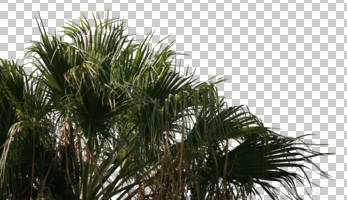 cutout, cutout plants, cutout trees, day, eye level view, palm, summer, sunny