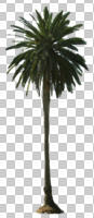 cutout, cutout trees, day, diffuse, diffused light, evergreen, eye level view, palm, Phoenix canariensis, summer