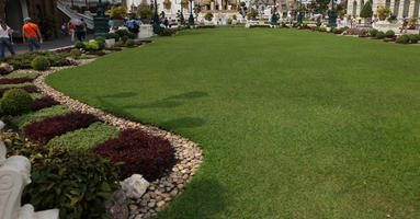 Bangkok, bush, day, eye level view, garden, grass, Krung Thep Mahanakhon, shrub, summer, sunny, Thailand