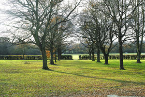 autumn, broad-leaf tree, broad-leaved tree, day, deciduous, eye level view, grass, leaves, park, sunny, tree