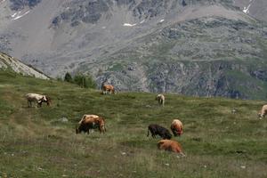 cow, day, elevated, mountain, natural light, Switzerland, Switzerland