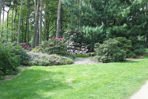 day, England, eye level view, garden, grass, natural light, park, plant, The United Kingdom, Woking