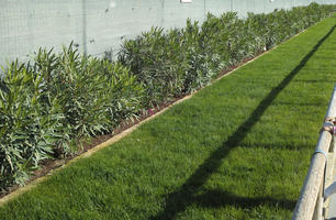 autumn, bush, day, direct sunlight, eye level view, garden, greenery, morning, plant, shrub, sunlight, sunny, vegetation