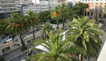 A Coruña, building, day, elevated, Galicia, palm, Phoenix dactylifera, Spain, summer, sunlight, sunny