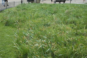 day, England, eye level view, garden, grass, London, natural light, park, spring, The United Kingdom