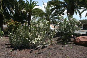 cactus, Canarias, day, direct sunlight, evergreen, eye level view, flowered bush, garden, Las Palmas, palm, Phoenix canariensis, Spain, spring, succulent plant, sunny