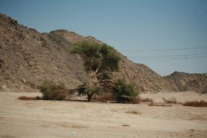 day, desert, East Timor, Egypt, Egypt, eye level view, natural light, rockery, sunny, tree, vegetation