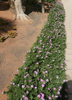 autumn, bush, Canarias, day, elevated, flowered bush, garden, Las Palmas, shrub, Spain, sunny, tropical