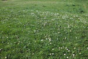 day, grass, natural light, texture