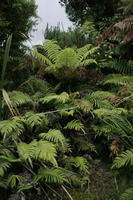 day, diffuse, diffused light, eye level view, fern, forest, natural light, New Zealand, overcast, summer, tropical, vegetation, West Coast