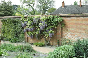 day, England, eye level view, garden, natural light, park, The United Kingdom, tree, wisteria tree, Woking