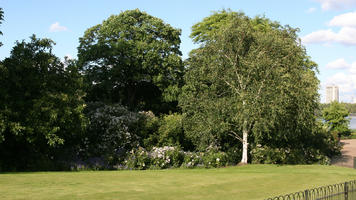 birch, broad-leaf tree, broad-leaved tree, day, England, eye level view, flower, flowered bush, flowering, grass, London, park, shrubbery, summer, sunny, The United Kingdom