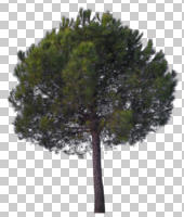 Aleppo pine, ambient light, cloudy, coniferous, cutout, cutout plants, cutout trees, day, diffuse, diffused light, eye level view, overcast, pine, Pinus halepensis, tree, winter, young