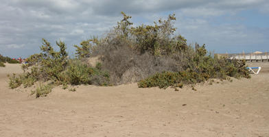 Canarias, day, direct sunlight, dunes, eye level view, Las Palmas, shrub, Spain, spring, sunny