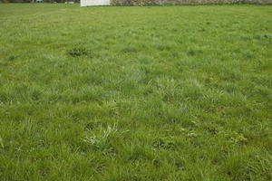 Austria, day, diffuse, diffused light, eye level view, grass, lowered, natural light, Niederosterreich, Pochlarn, spring