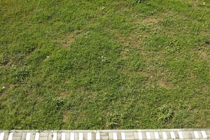 above, Croatia, day, garden, grass, long grass, spring, sunny, vegetation, Zadar, Zadarska