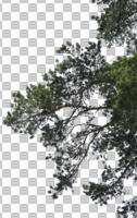 below, coniferous, cutout, cutout trees, day, diffuse, diffused light, evergreen