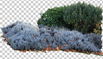 autumn, bush, cutout, cutout plants, day, eye level view, natural light, shrub