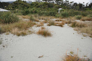 day, diffuse, diffused light, eye level view, grass, natural light, New Zealand, overcast, plant, reed, sand dune, summer, West Coast