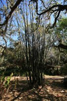 bamboo, day, eye level view, Florida, Miami, natural light, park, sunny, The United States, tropical, vegetation, winter