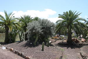 cactus, Canarias, day, direct sunlight, evergreen, eye level view, garden, Las Palmas, palm, Phoenix canariensis, Spain, spring, succulent plant, sunny