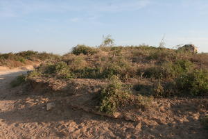 autumn, bush, day, desert, direct sunlight, Essaouira, eye level view, Morocco, natural light, sunlight, sunny, sunshine, vegetation