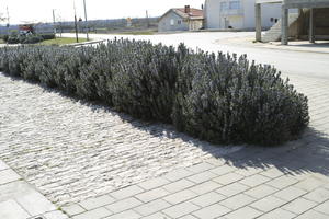 afternoon, bush, Croatia, day, direct sunlight, eye level view, flowered bush, outdoors, pavement, shrub, spring, sunlight, sunny, sunshine, Zadarska