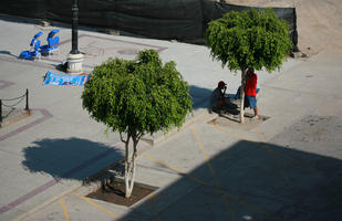 day, elevated, Ica, natural light, Nazca, Peru, street, tree, vegetation