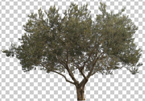 afternoon, ambient light, broad-leaf tree, broad-leaved tree, cutout, cutout plants, cutout trees, day, diffuse, diffused light, evergreen, eye level view, natural light, Olea europaea, olive, overcast, tree, winter