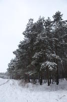 eye level view, forest, overcast, Poland, snow, track, tree, Wielkopolskie, winter, Wolsztyn