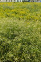 ambient light, Croatia, day, eye level view, field, flower field, garden, grass, long grass, spring, Zadar, Zadarska