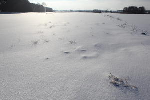 afternoon, bright, day, eye level view, field, Poland, snow, sunny, Wielkopolskie, winter