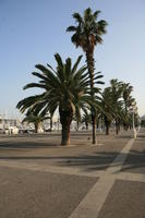 Barcelona, Cataluña, day, eye level view, palm, path, Spain, sunny, tropical, vegetation