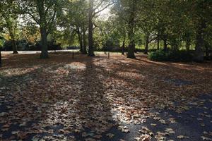 afternoon, autumn, Battersea park, day, England, eye level view, leaf, London, park, sunny, The United Kingdom, tree