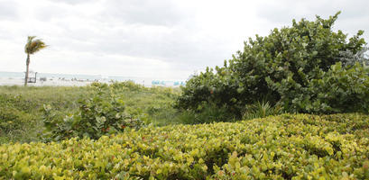 day, diffuse, diffused light, eye level view, Florida, mangrove, Miami, shrub, summer, The United States