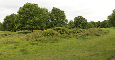 broad-leaf tree, broad-leaved tree, bush, day, diffuse, diffused light, England, eye level view, grass, London, natural light, oak, park, shrub, spring, The United Kingdom