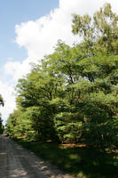 autumn, broad-leaf tree, broad-leaved tree, day, eye level view, forest, Kopanica, Poland, road, sunny, treeline, Wielkopolskie