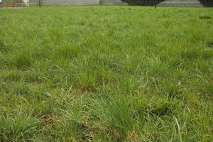 Austria, close-up, day, diffuse, diffused light, grass, lowered, natural light, Niederosterreich, Pochlarn, spring