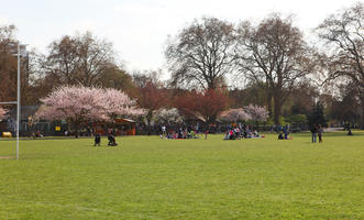 blooming, blossom, day, deciduous, England, eye level view, grass, group, London, park, people, picnicking, sitting, spring, sunny, The United Kingdom, tree