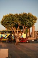 day, dusk, East Timor, Egypt, Egypt, eye level view, natural light, street, tree, vegetation