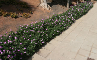 autumn, bush, Canarias, day, elevated, flowered bush, garden, Las Palmas, shrub, Spain, sunny, tropical