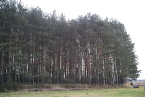 ambient light, coniferous, day, eye level view, forest, overcast, Poland, Wielkopolskie, winter, Wolsztyn