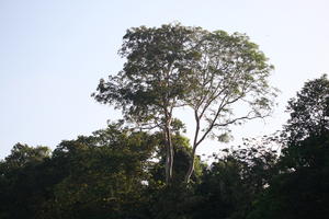 backlight, below, broad-leaf tree, broad-leaved tree, Brunei, day, summer, sunny, tree, tropical