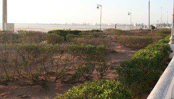 autumn, bush, day, direct sunlight, dusk, Essaouira, eye level view, lamppost, Morocco, natural light, sunlight, sunshine, vegetation