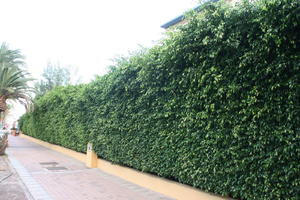 bush, Canarias, day, eye level view, hedge, Las Palmas, natural light, shrub, Spain, street, summer