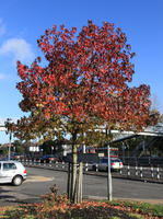 car, day, England, eye level view, London, natural light, park, road, sunny, The United Kingdom, tree, vegetation