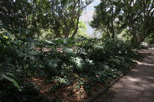 Australia, bush, day, eye level view, New South Wales, park, summer, sunny, Sydney, tree, vegetation