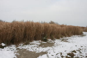 day, eye level view, France, natural light, overcast, reed, snow, winter