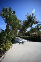 day, eye level view, Florida, Miami, natural light, palm, street, sunny, The United States, tropical, vegetation, winter