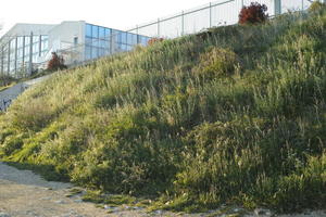 afternoon, below, building, Croatia, day, grass, grove, lowered, natural light, plant, spring, sunlight, sunny, vegetation